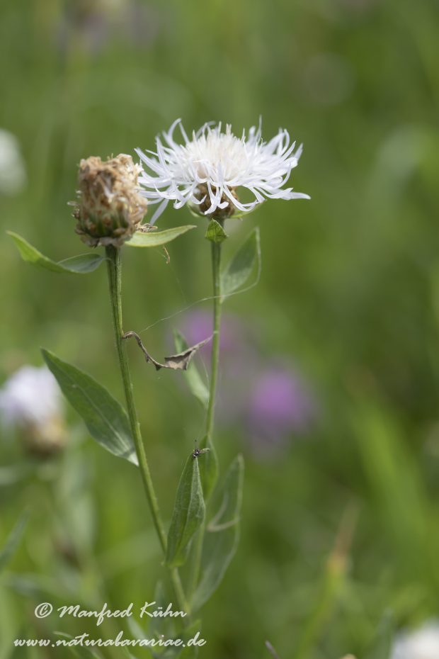 Flockenblume (Wiesen-)_0012