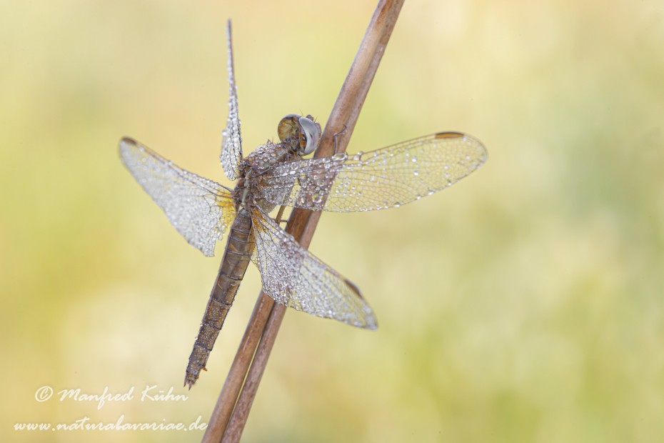 Feuerlibelle ()_0030
