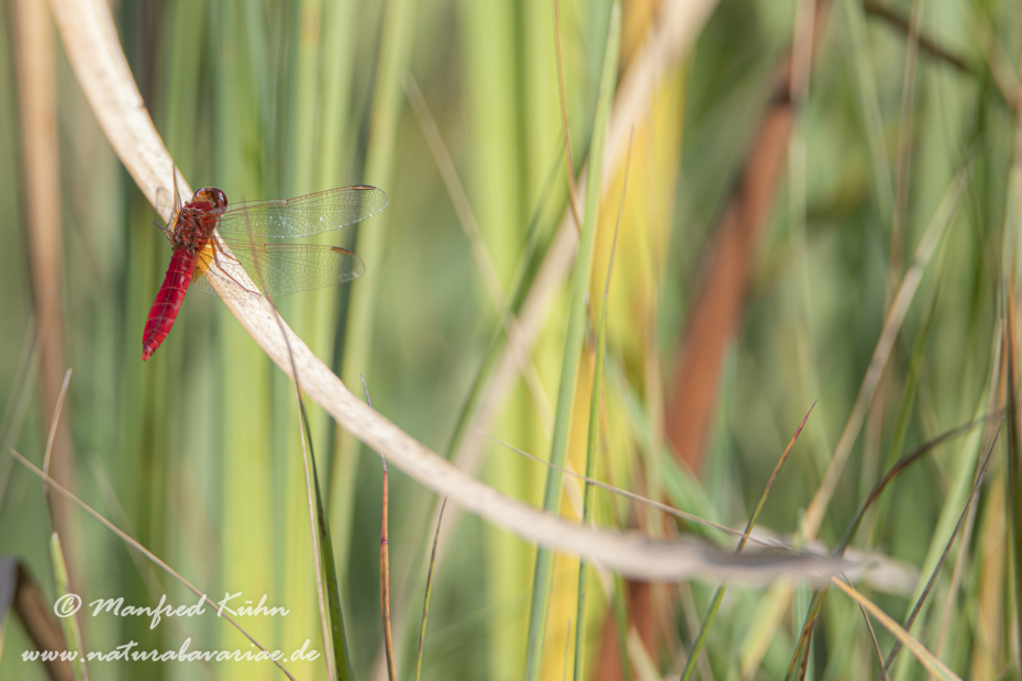 Feuerlibelle ()_0052