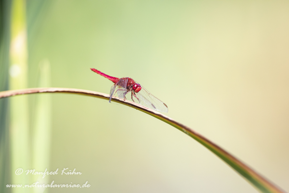 Feuerlibelle ()_0054