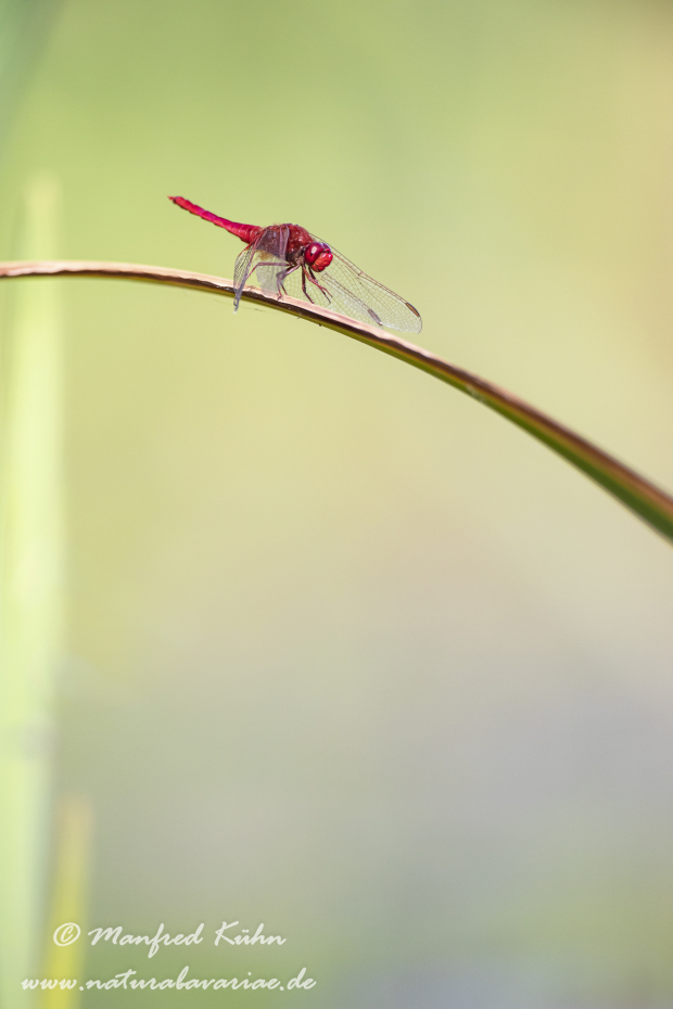 Feuerlibelle ()_0056
