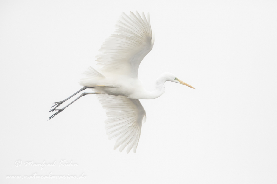 Silberreiher ()_0082
