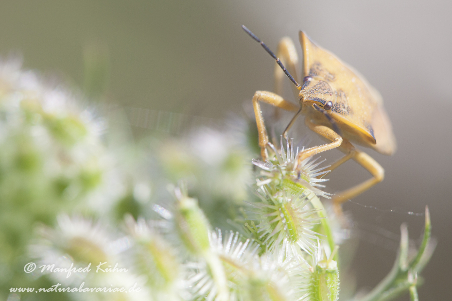 Fruchtwanze (Noerdliche)_0010