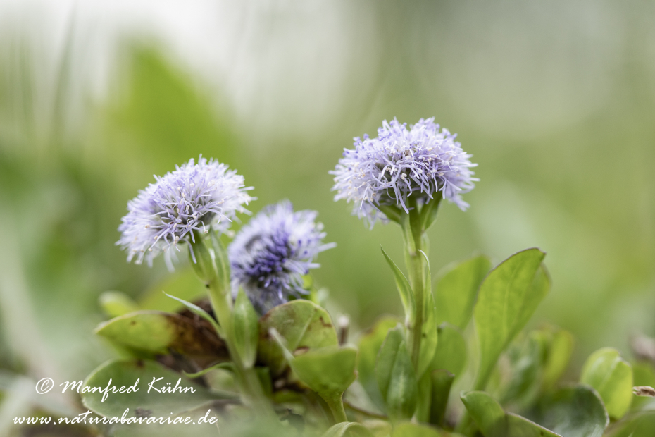 Kugelblume (Echte)_0006