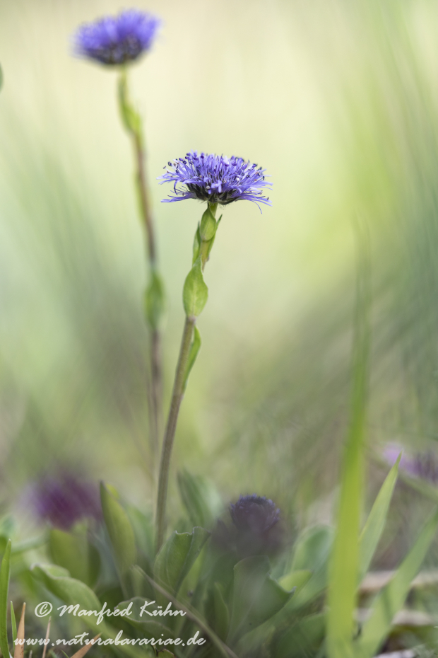 Kugelblume (Echte)_0011
