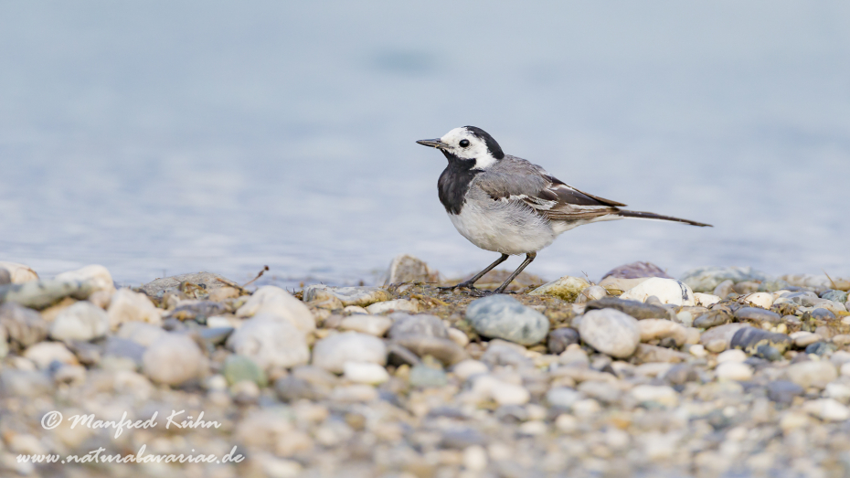 Bachstelze ()_0029