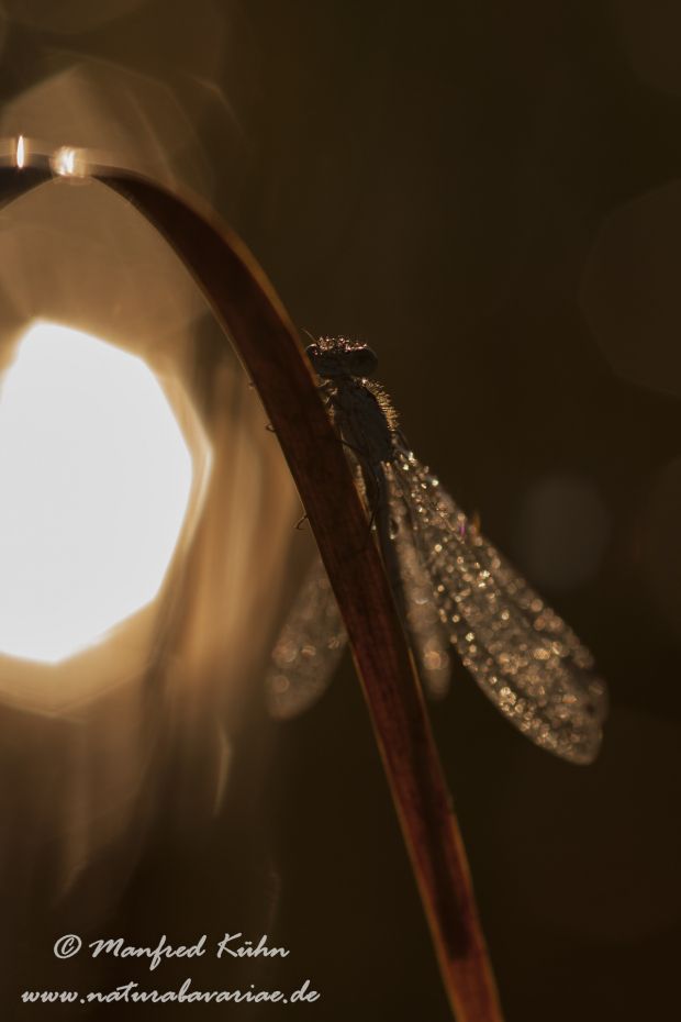 Azurjungfer (Gegenlicht)_0008