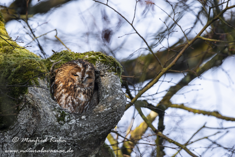 Waldkauz ()_0055