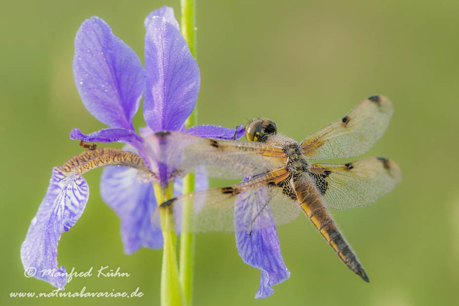 Vierflecklibelle ()_0018