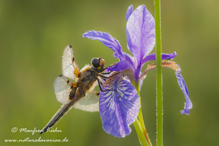 Vierflecklibelle ()_0020