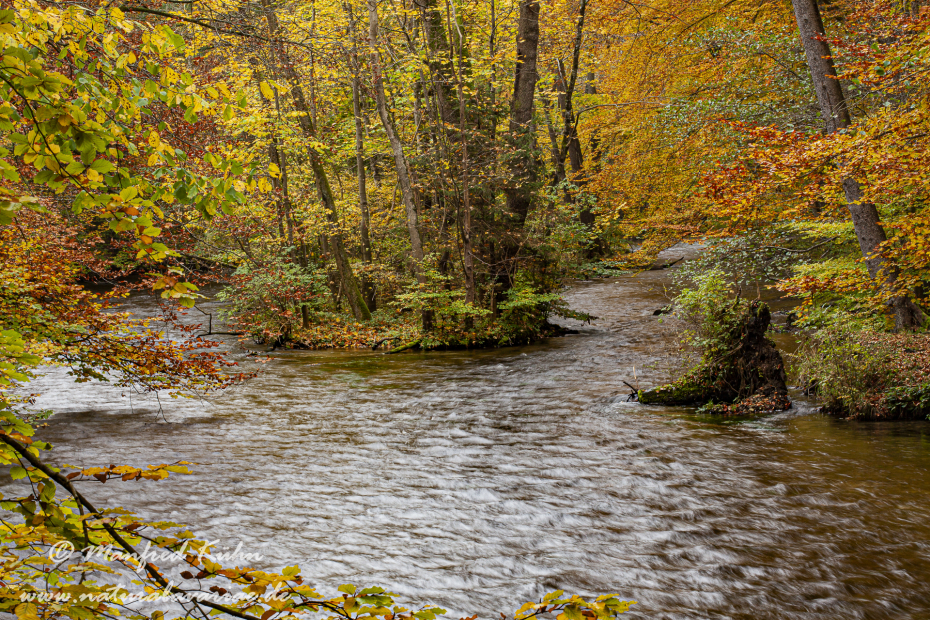 Herbst (am Wasser)_0004