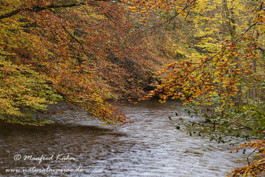 Herbst (am Wasser)_0008