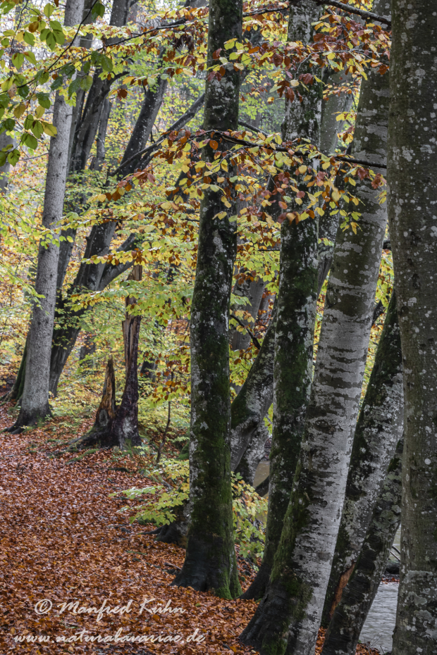 Herbst (Baeume)_0002
