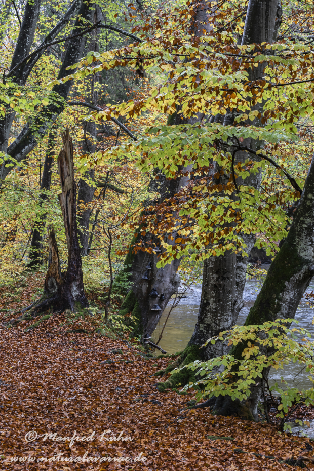 Herbst (Baeume)_0004