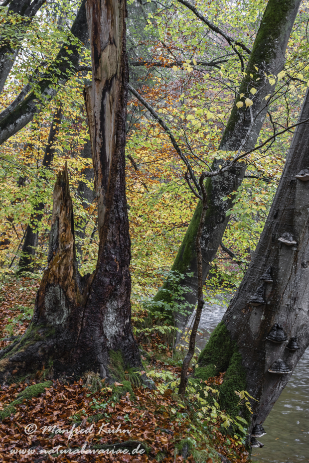 Herbst (Baeume)_0005