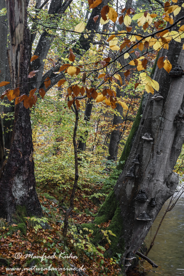 Herbst (Baeume)_0006