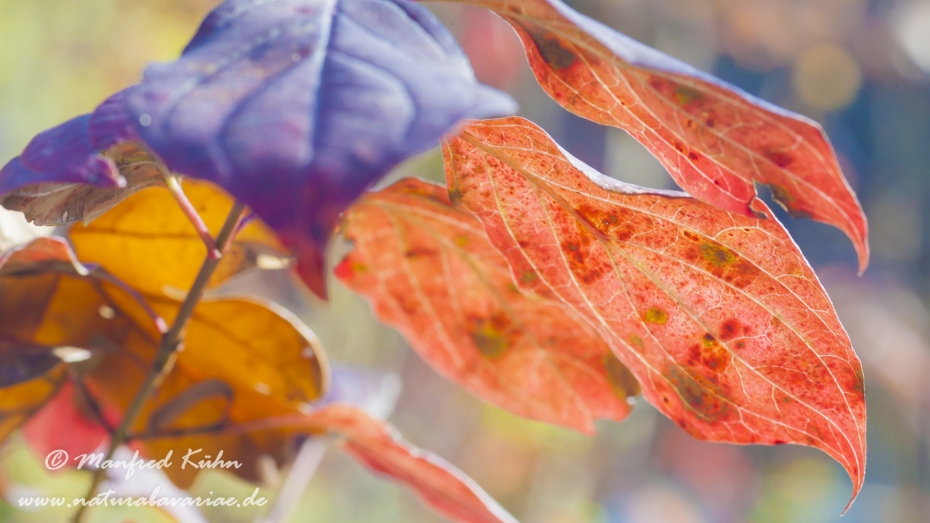 Herbst (Laub)_0060