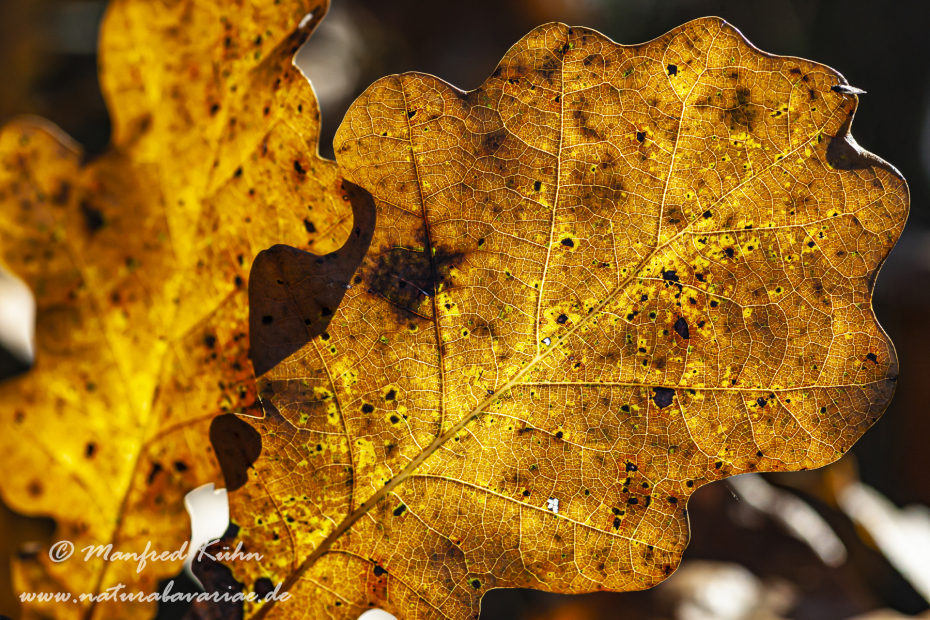 Herbst (Laub)_0062