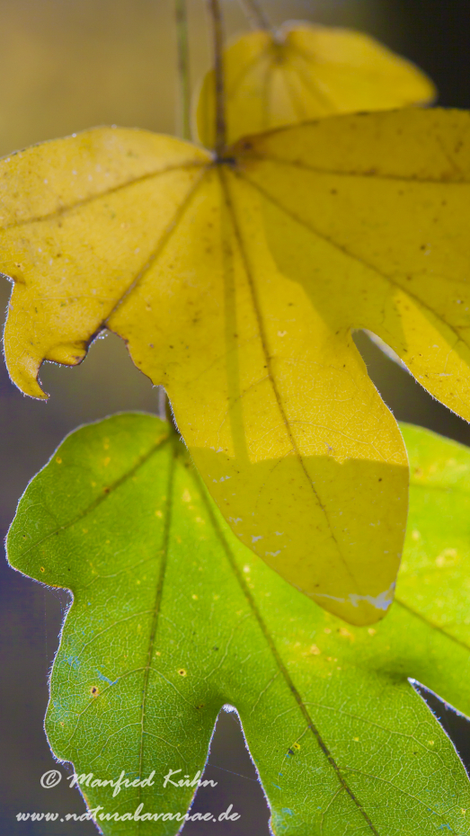 Herbst (Laub)_0067