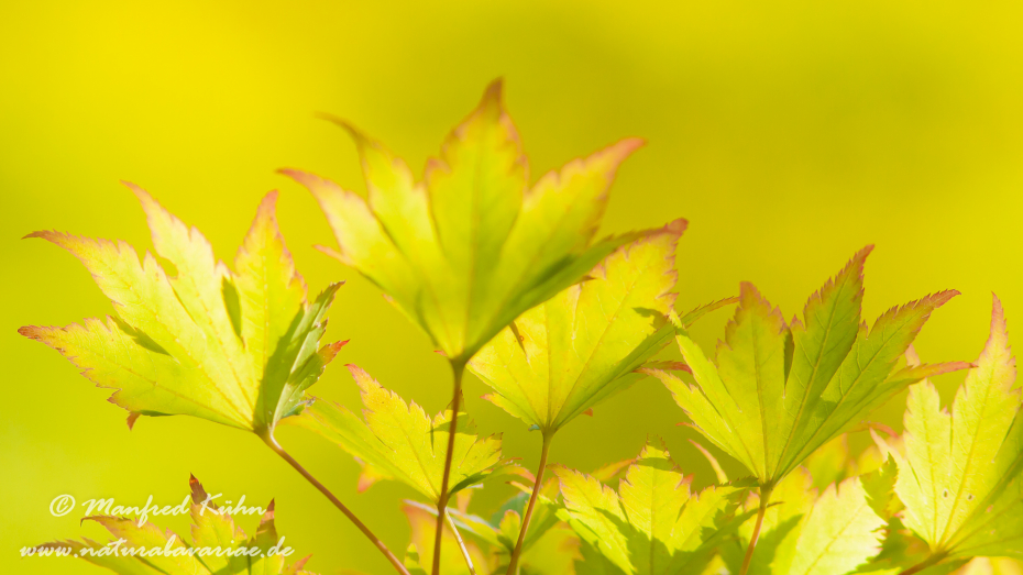 Herbst (Laub)_0068