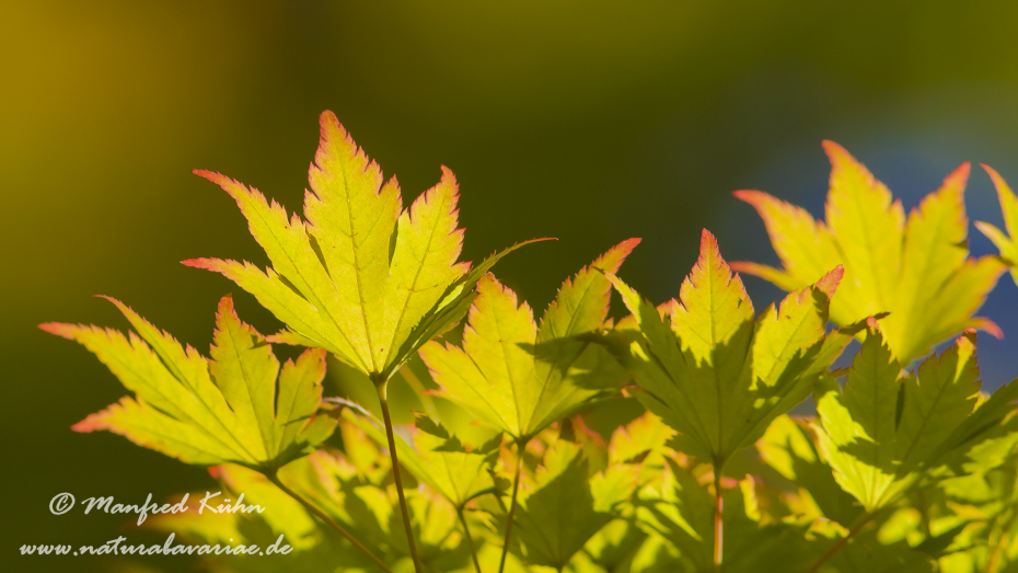 Herbst (Laub)_0069