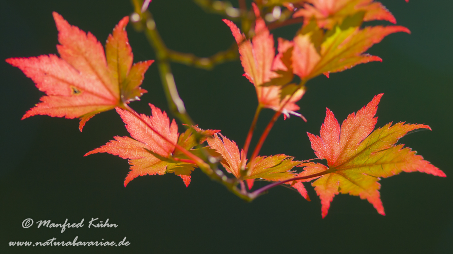 Herbst (Laub)_0070