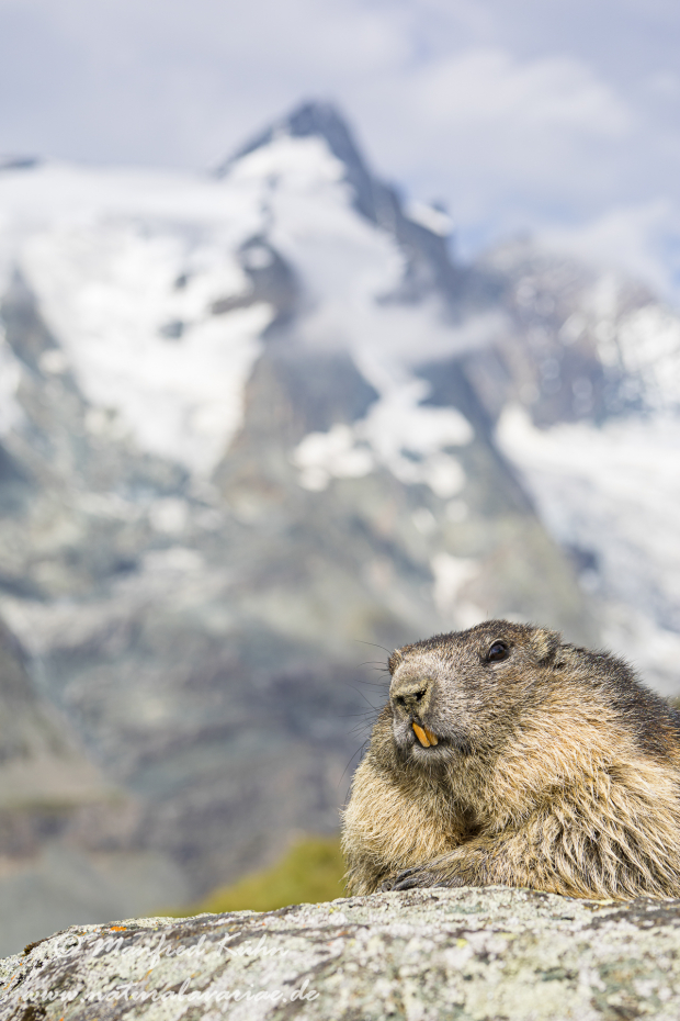 Murmeltier (Alpen-)_0095