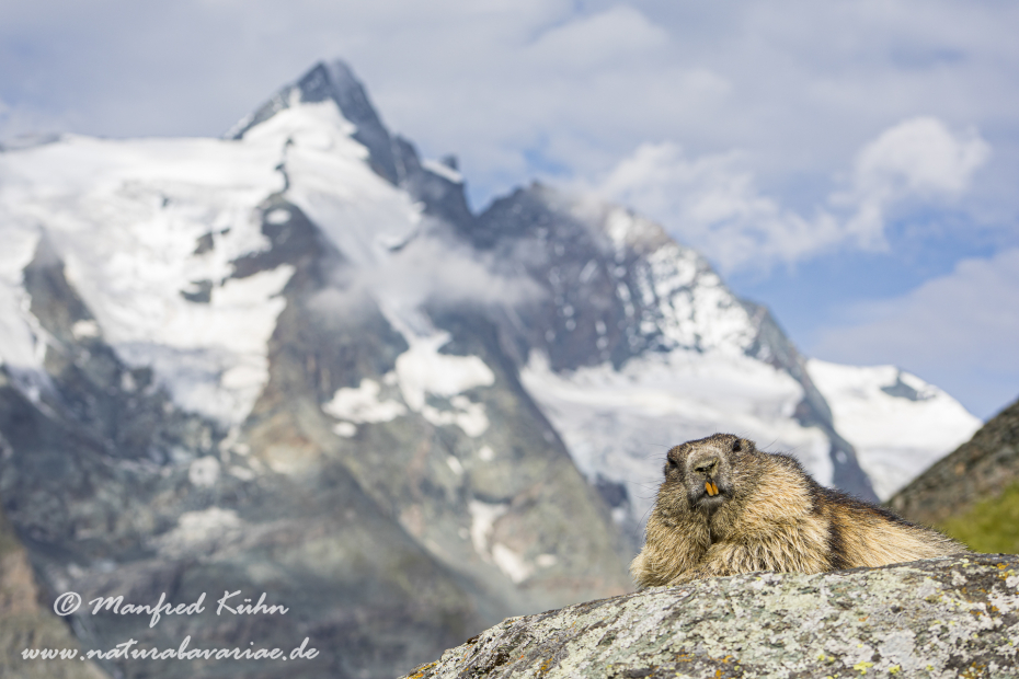 Murmeltier (Alpen-)_0096
