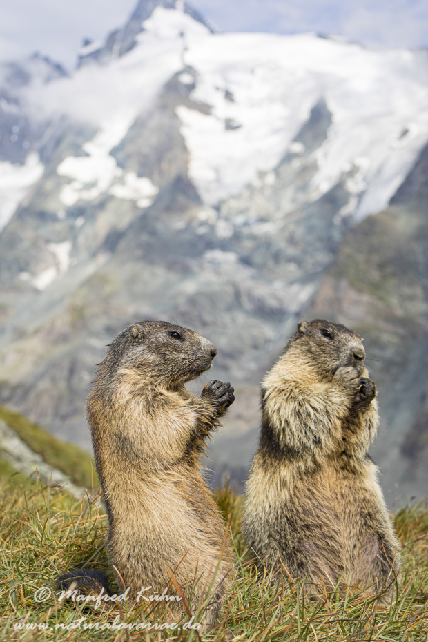 Murmeltier (Alpen-)_0097