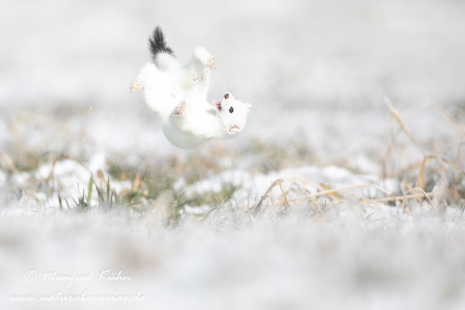 Hermelin ()_0015