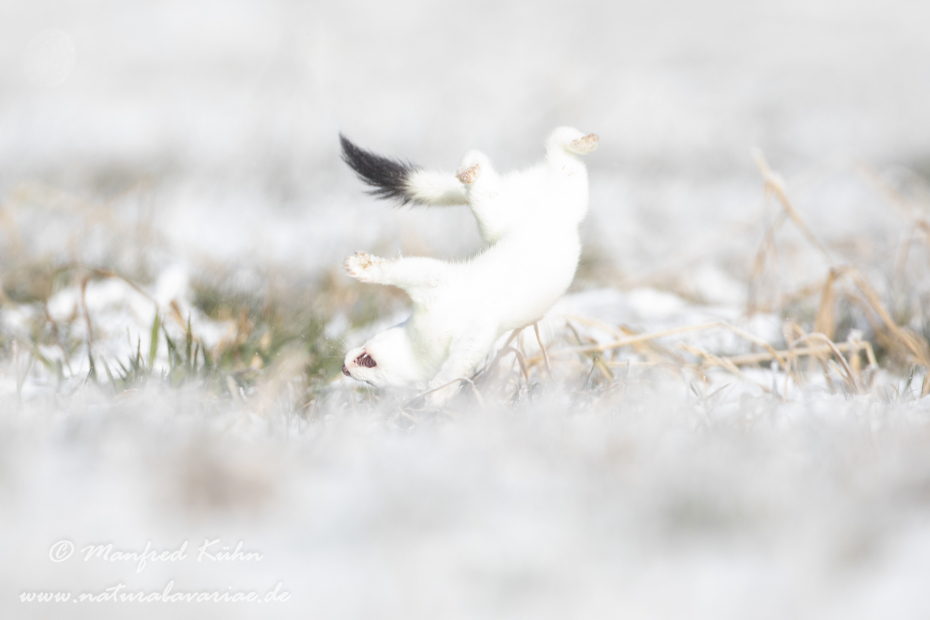 Hermelin ()_0016