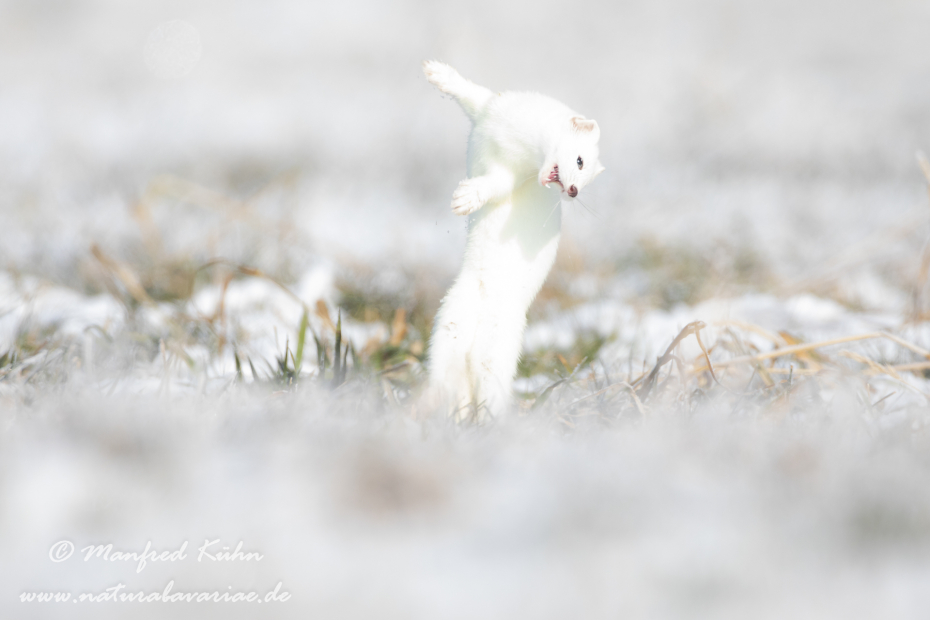 Hermelin ()_0017
