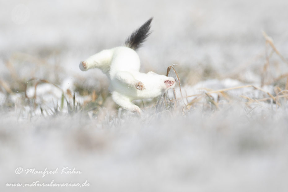 Hermelin ()_0019