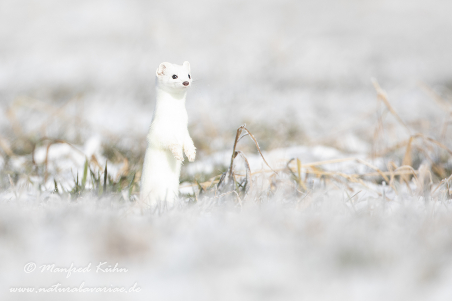 Hermelin ()_0021
