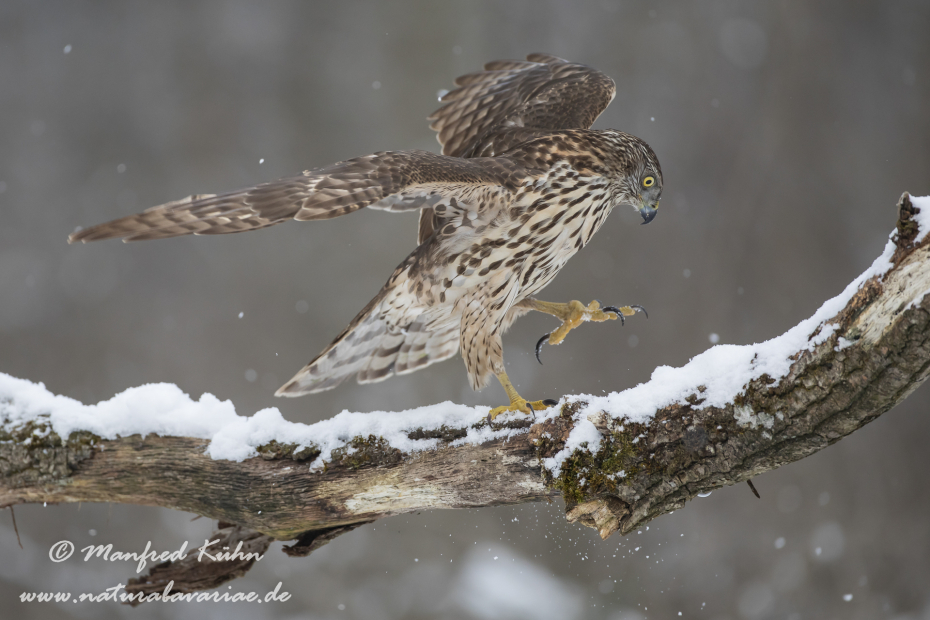 Habicht ()_0062