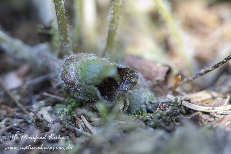 Haselwurz (Gewoehnliche)_0012