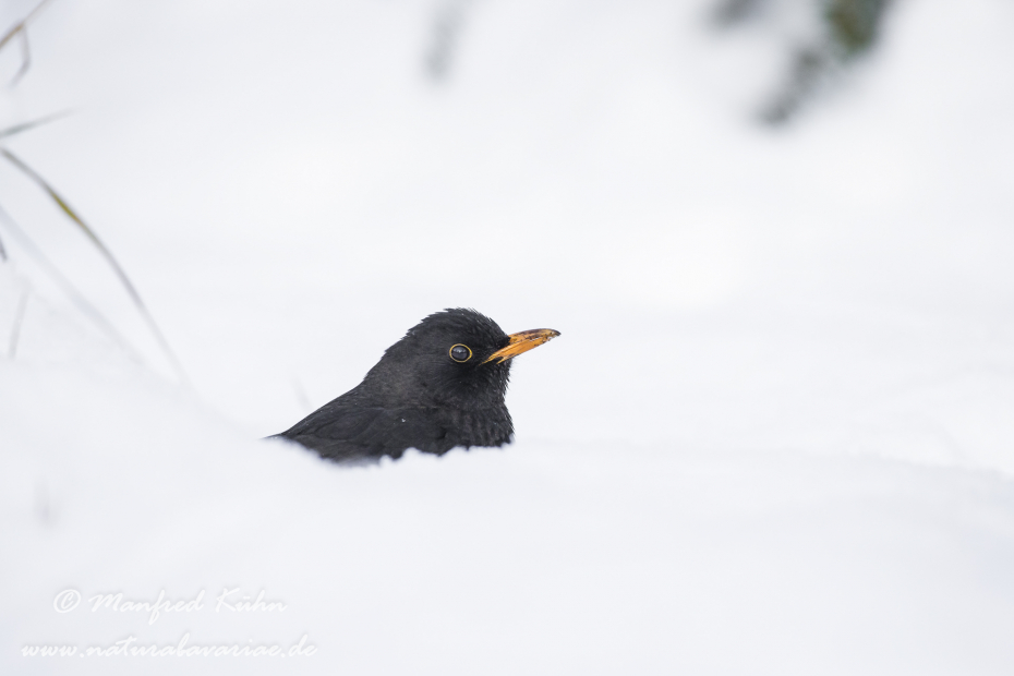 Amsel ()_0065