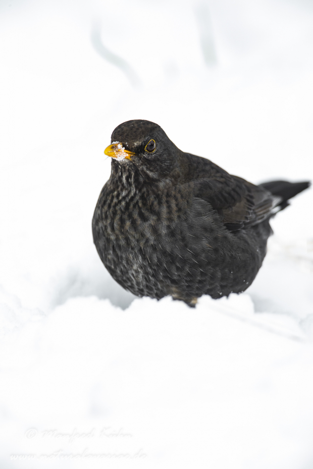 Amsel ()_0068