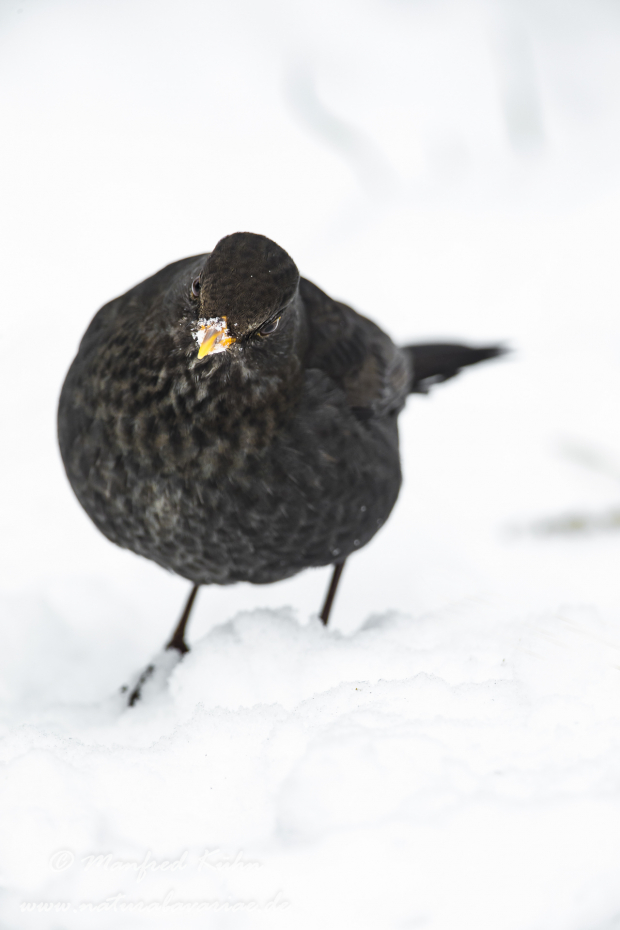 Amsel ()_0069