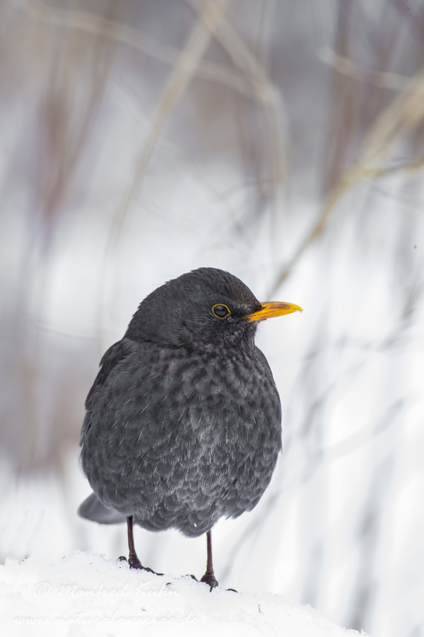 Amsel ()_0080
