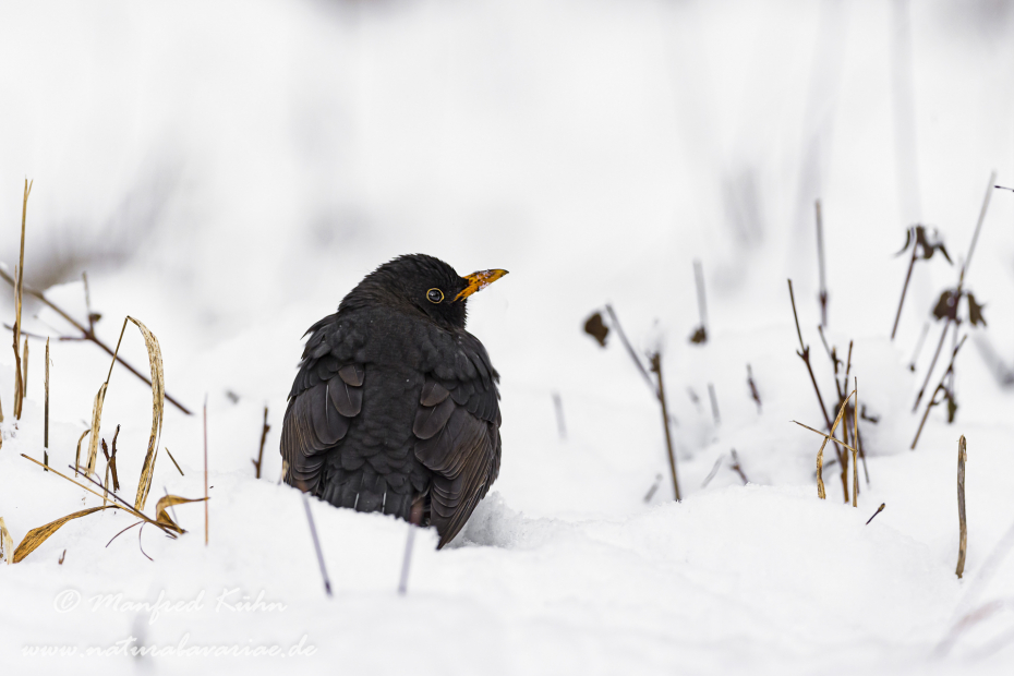 Amsel ()_0086