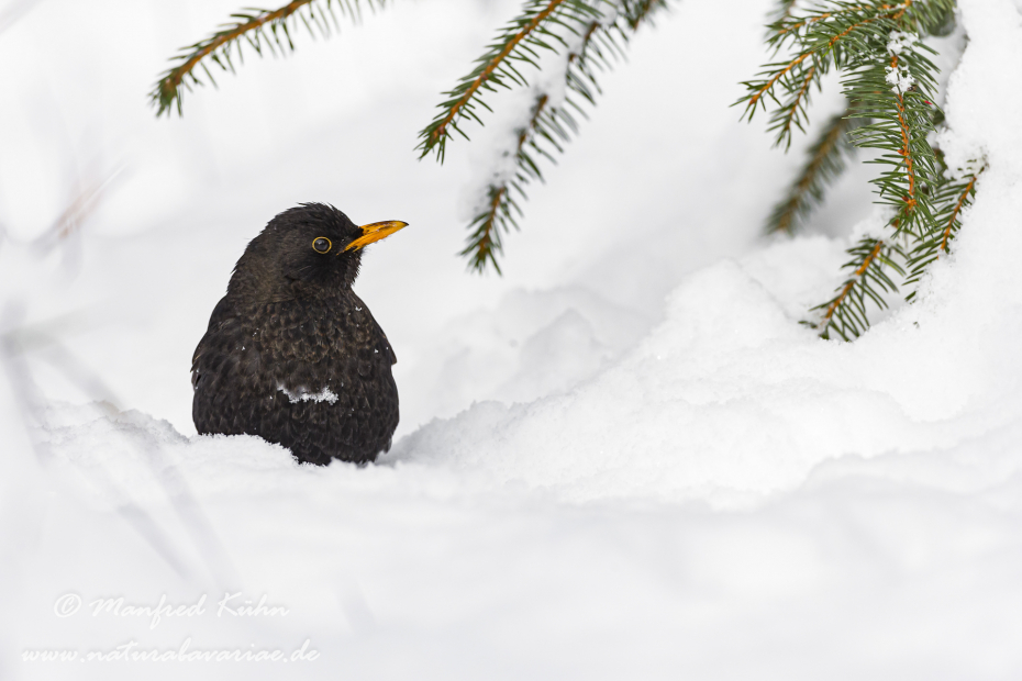 Amsel ()_0088