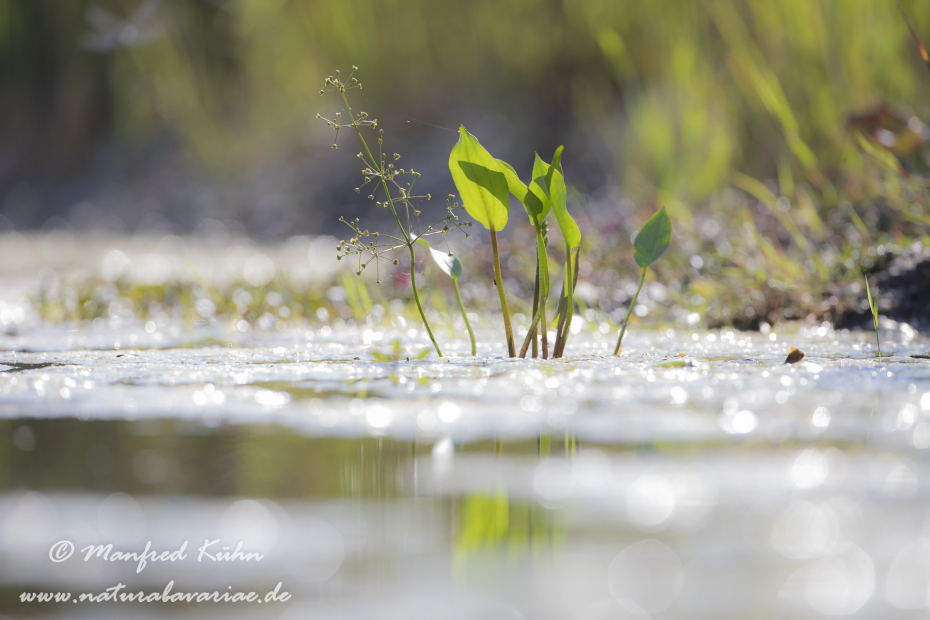 Froschloeffel (gewoehnlicher)_0024