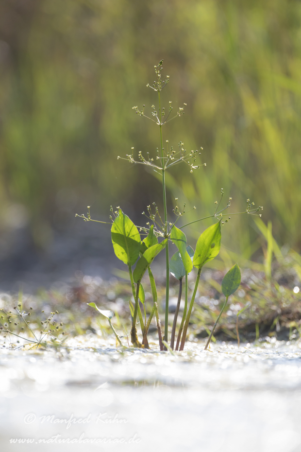 Froschloeffel (gewoehnlicher)_0027