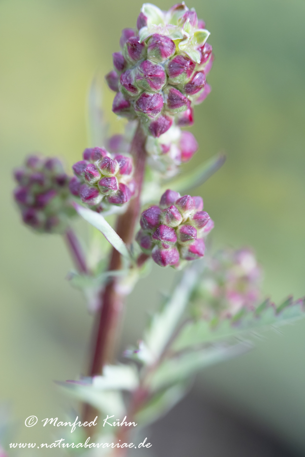 Wiesenknopf (Kleiner)_0006