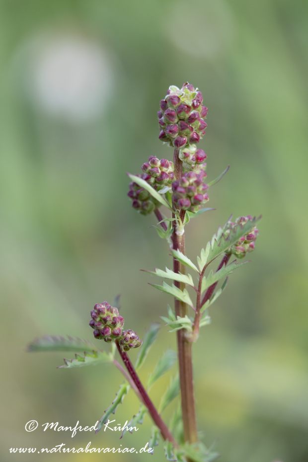 Wiesenknopf (Kleiner)_0008