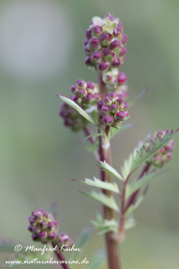 Wiesenknopf (Kleiner)_0010