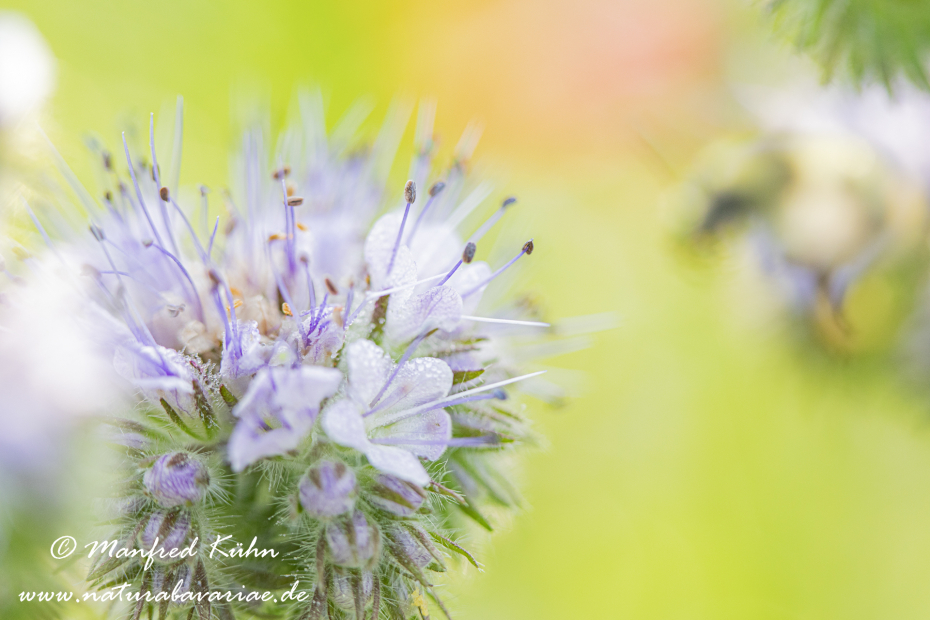 Phacelia  ()_0021
