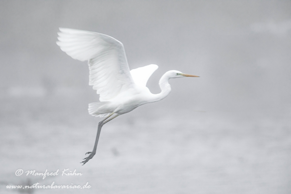 Silberreiher ()_0092
