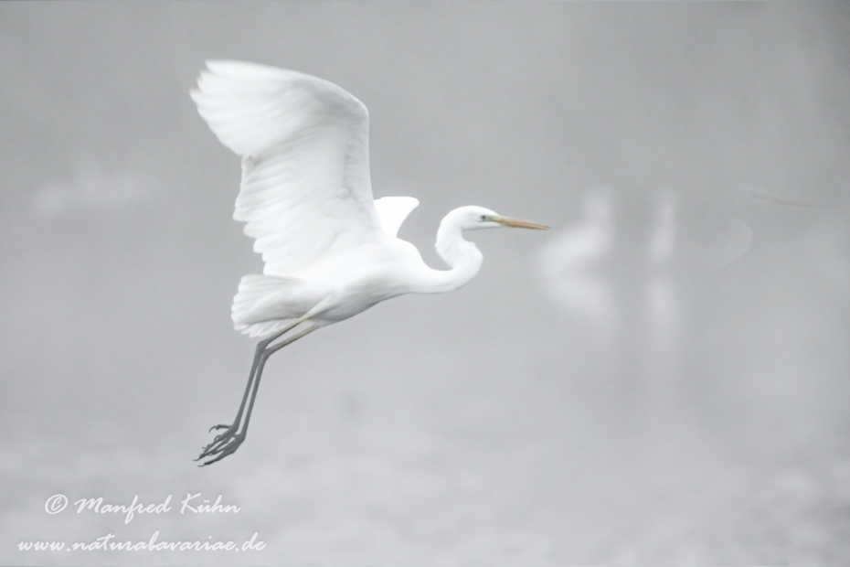 Silberreiher ()_0094